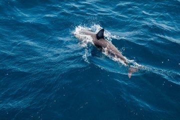 Auf der Suche nach Delfinen + Insel Vrgada, Kroatien, Norddalmatien