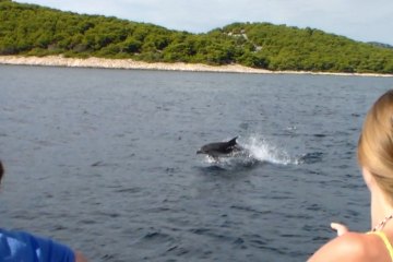 Auf der Suche nach Delfinen + Insel Vrgada, foto 2