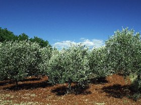 Olivenöl, foto 2
