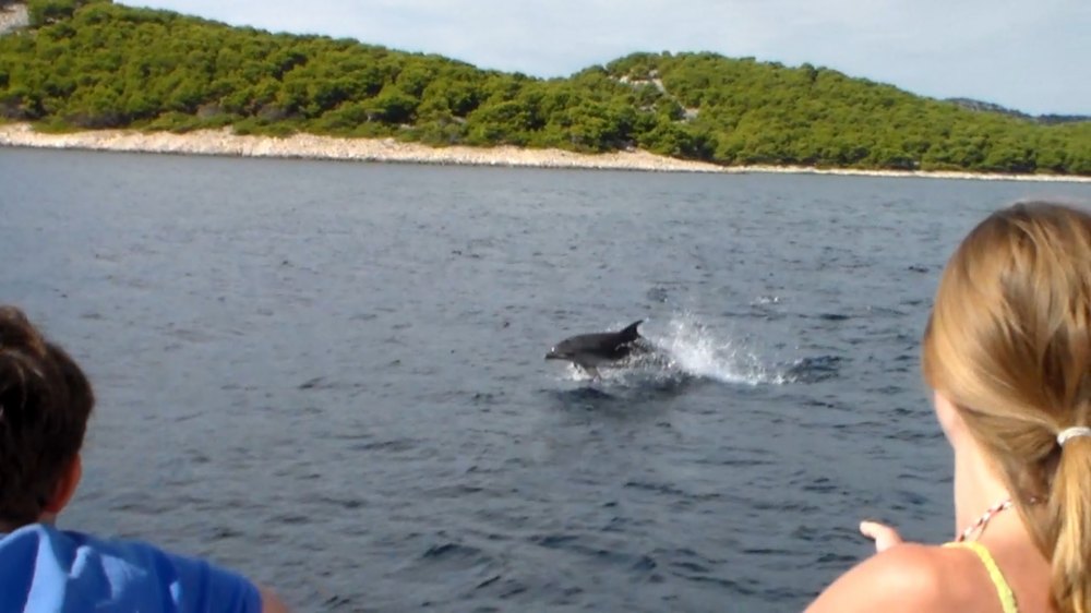 Auf der Suche nach Delfinen + Insel Vrgada