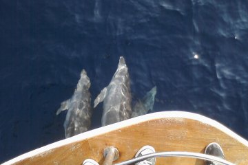 Auf der Suche nach Delfinen + Insel Vrgada, foto 16