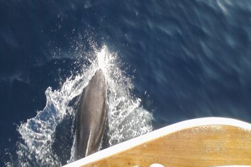 Auf der Suche nach Delfinen + Insel Vrgada, foto 15